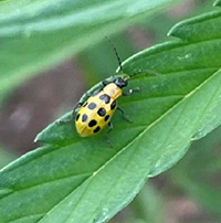 Spotted Cucumber Beetle on a leaf.