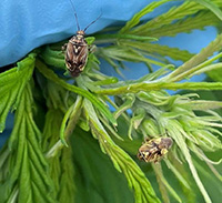 Two tarnished plant bugs on a leaf.