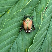 Japanese beetle on a leaf.