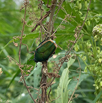 Green June beetle on a leaf.