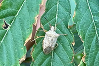 Spined solider bug on a leaf.