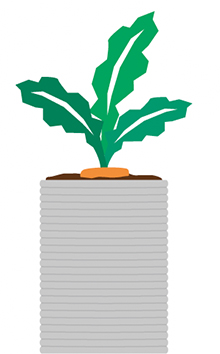 plant in pot