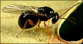 Adult Asian chestnut gall wasp