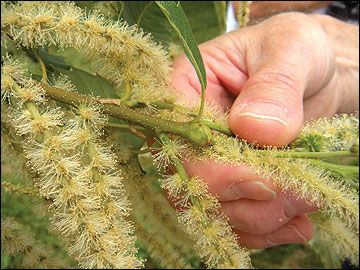 A healthy, mature Chinese chestnut tree