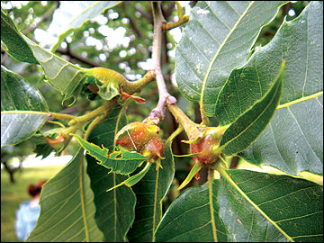 Multiple galls