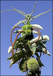 A healthy, mature Chinese chestnut tree