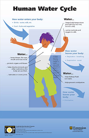 Human Water Cycle poster