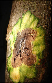 Thousand cankers disease gets its name from the multitude of cankers created by the repeated boring of a walnut twig beetle 