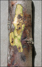 Thousand cankers disease gets its name from the multitude of cankers created by the repeated boring of a walnut twig beetle 