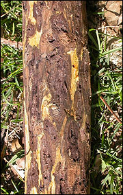 Thousand cankers disease gets its name from the multitude of cankers created by the repeated boring of a walnut twig beetle 