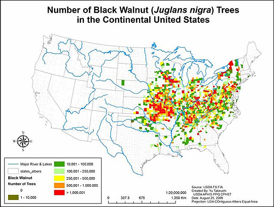 Map of walnut trees