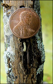 Walnut twig beetle