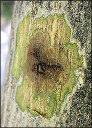Walnut twig beetle