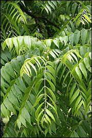 Leaves