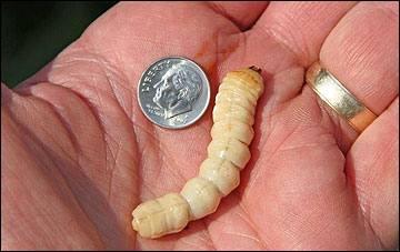 The wormlike larvae