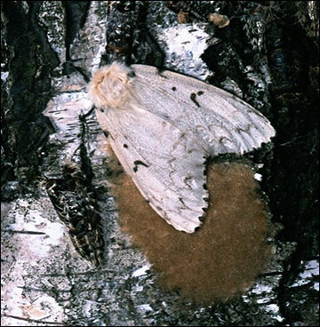 Gypsy moth