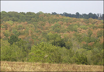 Trees affected by oak decline show a general and progressive dying back from the tips of the branches