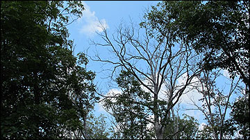 Seemingly healthy white oaks are experiencing rapid mortality