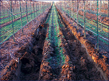 Even in a tile-drained vineyard, mechanized pruning under wet soil conditions can cause significant rutting.
