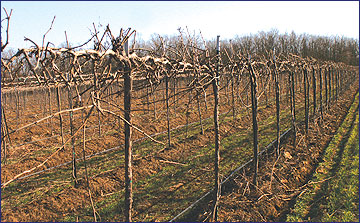 In vineyards trained to high cordons, posts or stakes that extend well above the cordon are hazardous to implements and increase the amount of follow-up hand-labor required. 