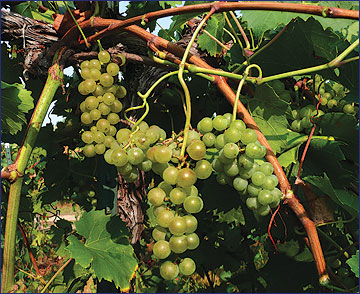 The second crop cluster on this Chardonel vine will contribute undesirable, immature flavors to the finished product.