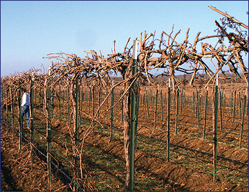 Training vines to the "post" side of the trellis reduces the width of the trunk/post profile thereby reducing the likelihood of injury from equipment impact.