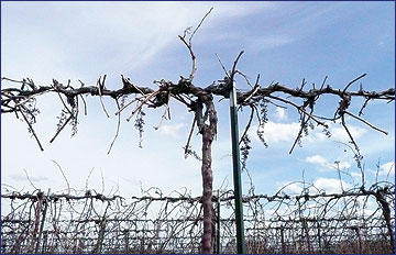Cordons crossing tightly and neatly in the head region of the vines are spatially efficient and stabilize one another in the event of equipment impact.