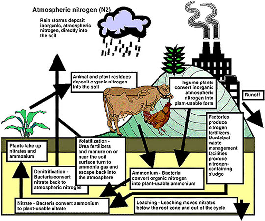 A more comprehensive look at the nitrogen cycle