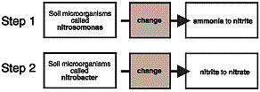 Nitrification process