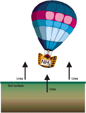 Urea is highly volatile