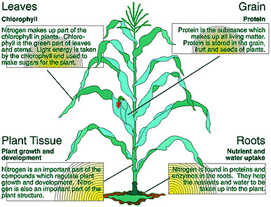 Nitrogen in the plant