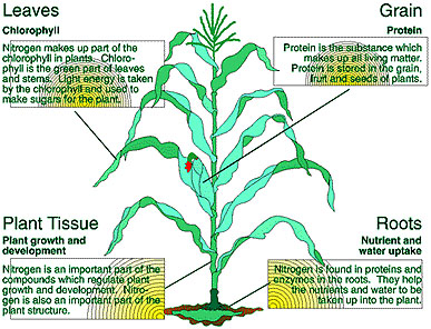 Nitrogen In The Plant Mu Extension