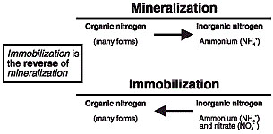 Mineralization and immobilization processes