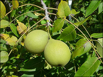 black walnut and foliage