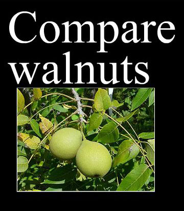 compare walnuts