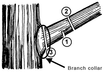 Pruning large branches with three cuts prevents stripping the bark and injuring the tree