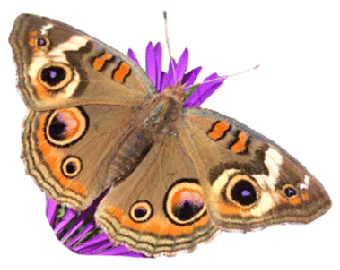 Common buckeye butterfly.
