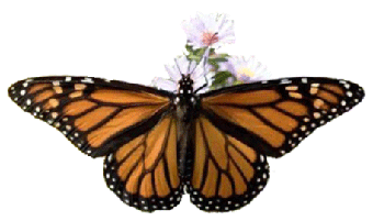 Monarch butterfly.