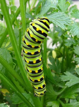 Black swallowtail caterpillar.