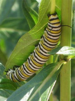 Monarch caterpillar.