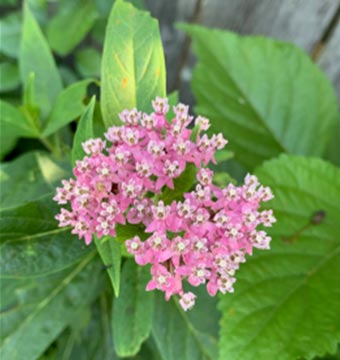 Milkweed.