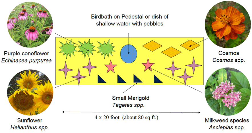 Rectangular butterfly garden that is 4 feet by 20 feet (about 80 square feet).