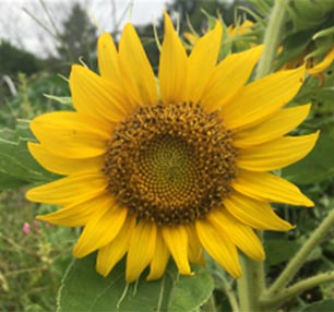 Sunspot sunflower.