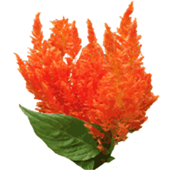 Celosia.