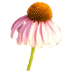 Coneflower.