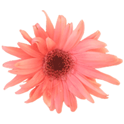 Gerbera daisy.