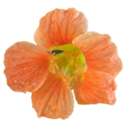 Nasturtium.