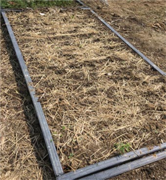 A raised bed garden cover with a light layer of straw.