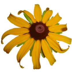 Rudbeckia.