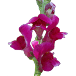 Snapdragon.